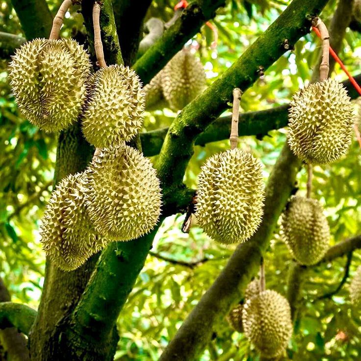 Vườn sầu riêng trĩu quả